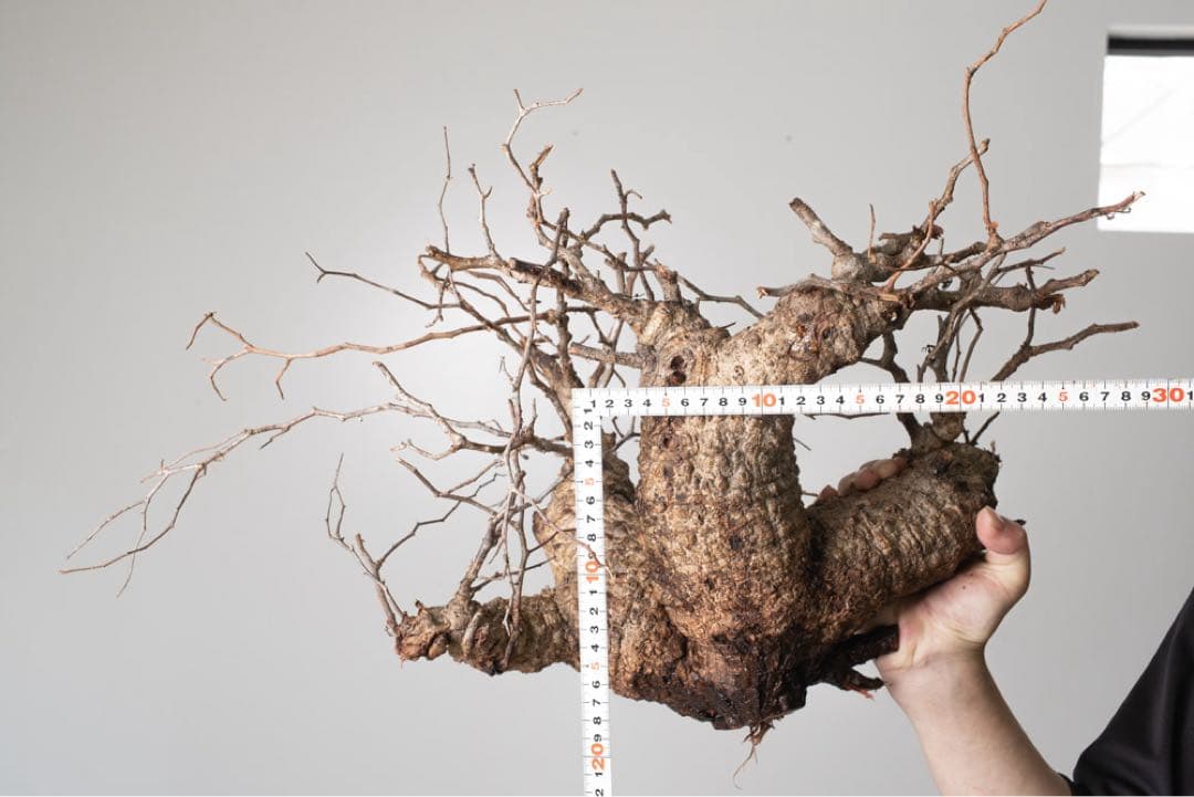 kK113 オペルクリカリア パキプス コーデックス ベアルート株