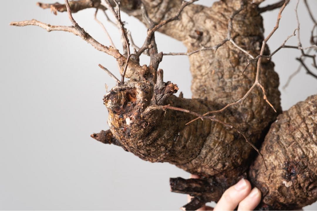 kK113 オペルクリカリア パキプス コーデックス ベアルート株