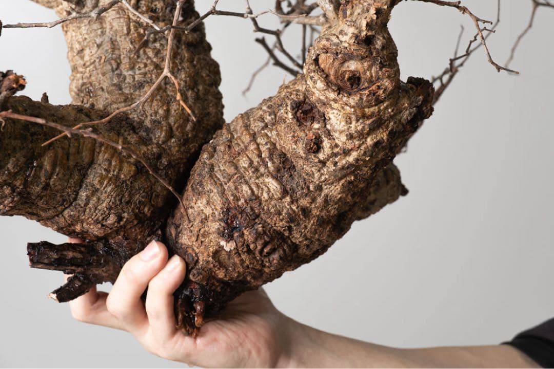 kK113 オペルクリカリア パキプス コーデックス ベアルート株