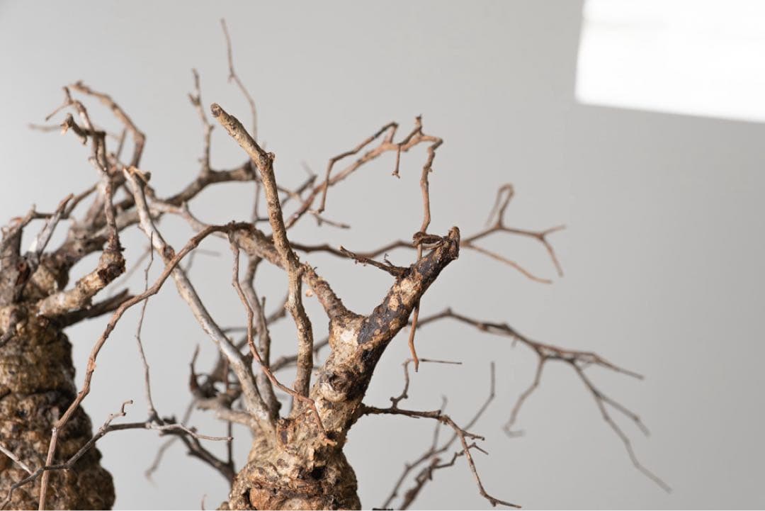 kK113 オペルクリカリア パキプス コーデックス ベアルート株