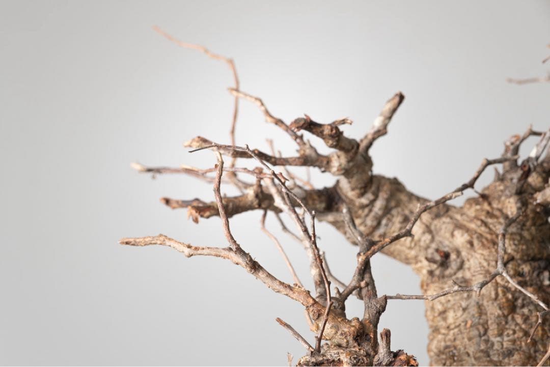 kK113 オペルクリカリア パキプス コーデックス ベアルート株