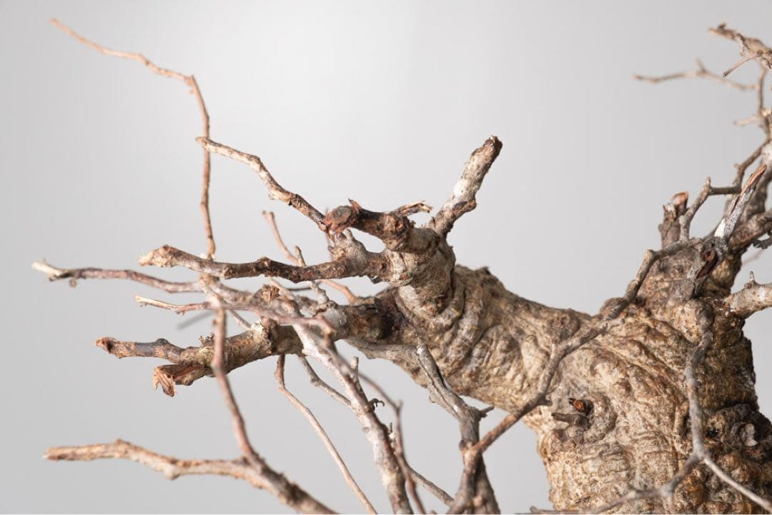 kK113 オペルクリカリア パキプス コーデックス ベアルート株