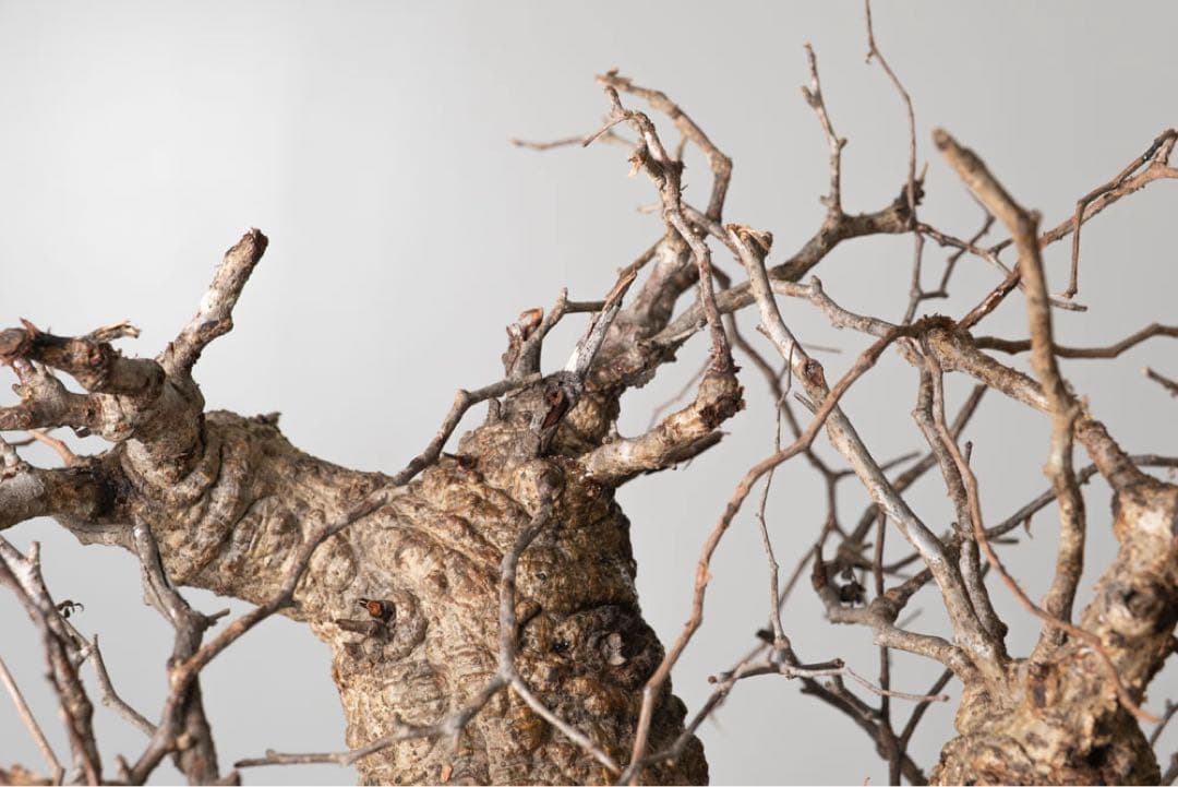 kK113 オペルクリカリア パキプス コーデックス ベアルート株