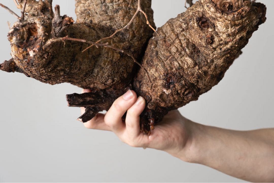 kK113 オペルクリカリア パキプス コーデックス ベアルート株