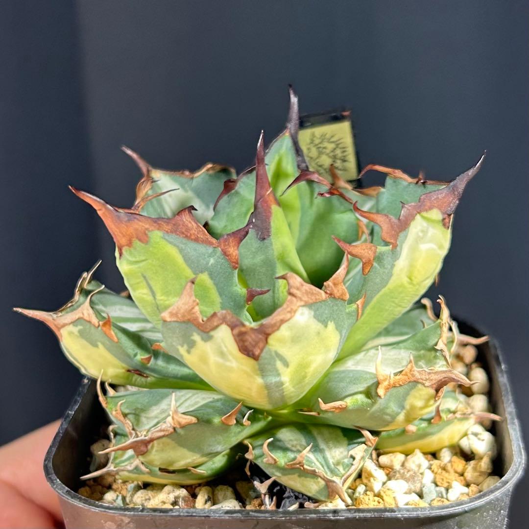 【美発色】アガベ チタノタ 姫厳龍 白縞斑 美株コンパクト