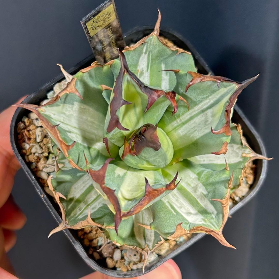 【美発色】アガベ チタノタ 姫厳龍 白縞斑 美株コンパクト