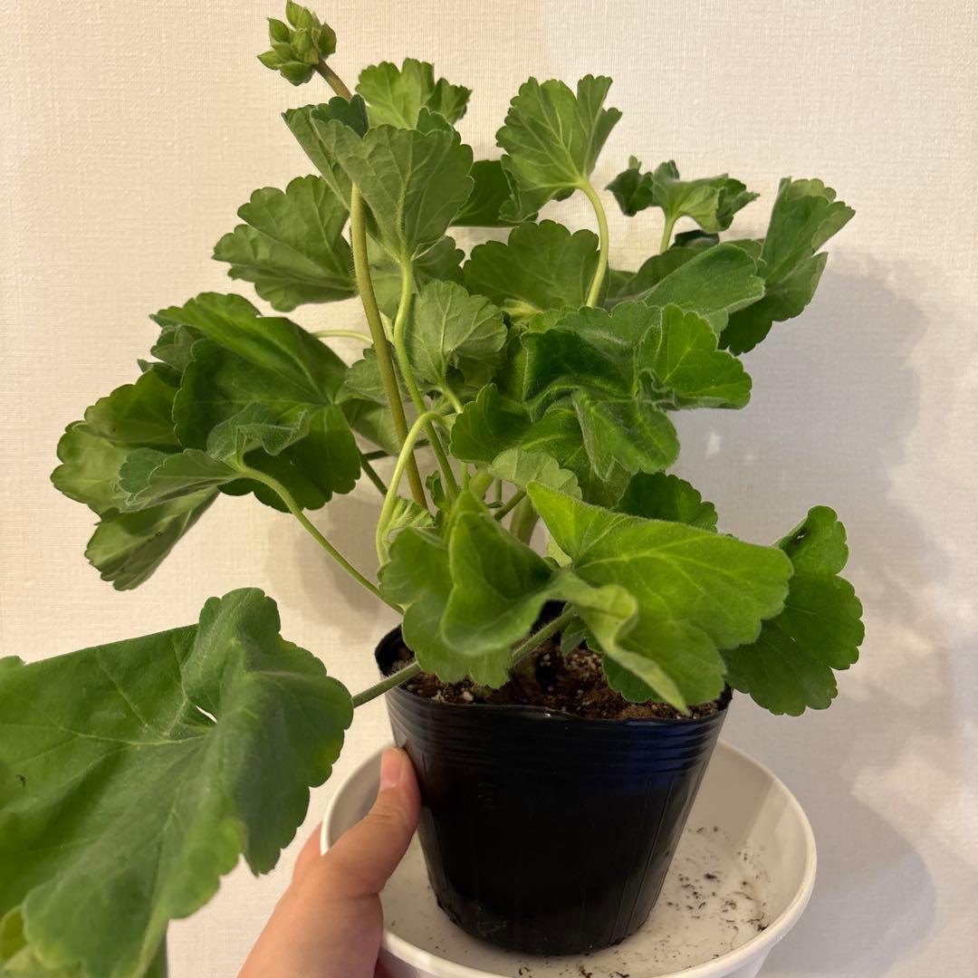 希少品種ゼラニウム　レア品種ゼラニウム　珍しいゼラニウムADL01