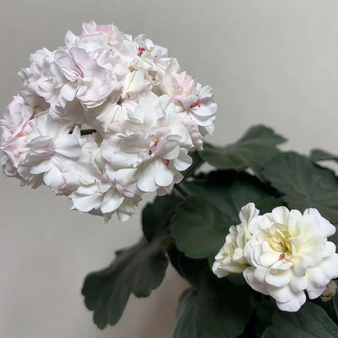 希少品種ゼラニウム　レア品種ゼラニウム　珍しいゼラニウムADL01