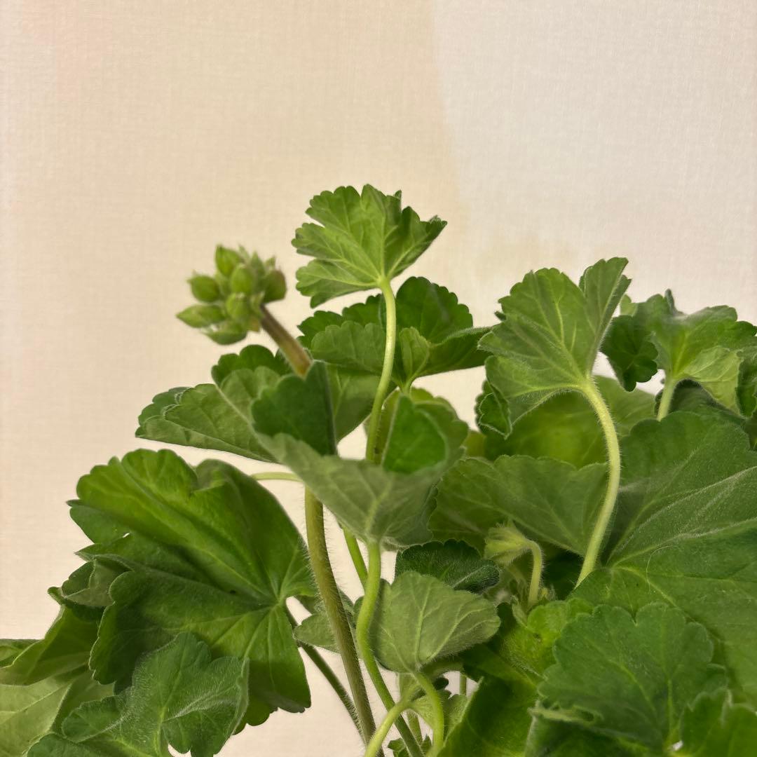 希少品種ゼラニウム　レア品種ゼラニウム　珍しいゼラニウムADL01