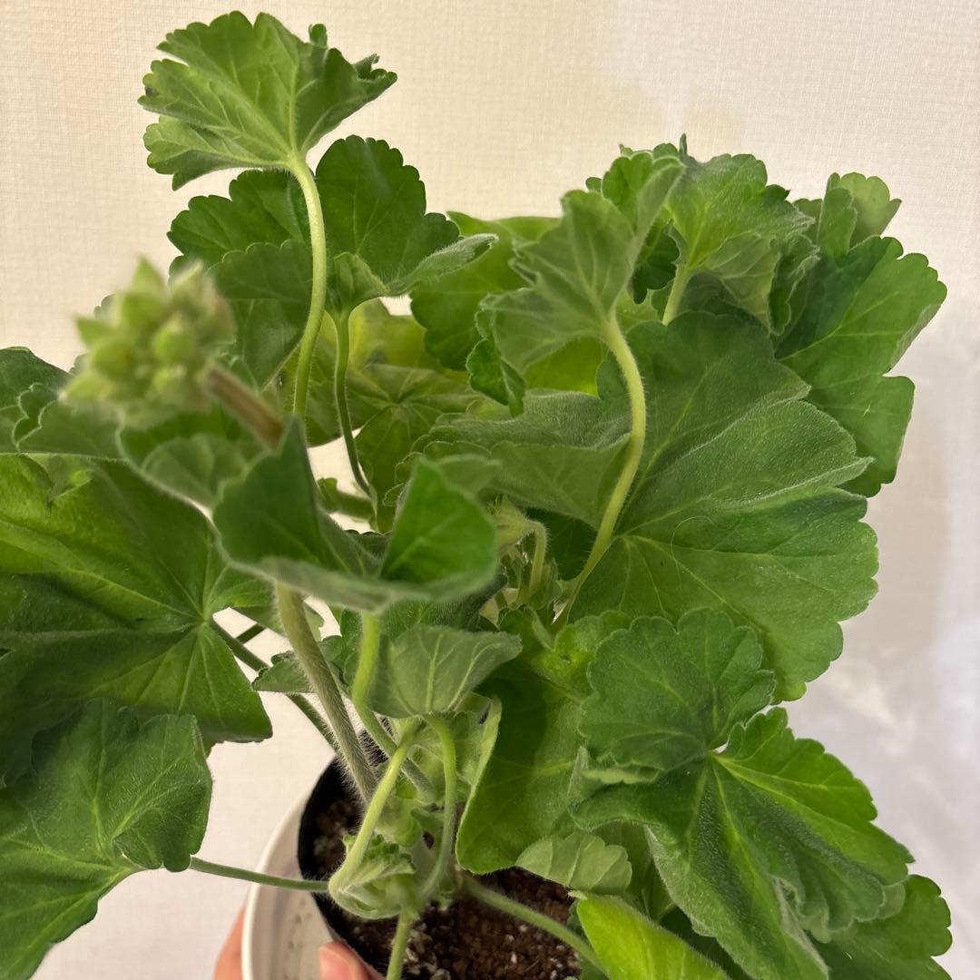 希少品種ゼラニウム　レア品種ゼラニウム　珍しいゼラニウムADL01