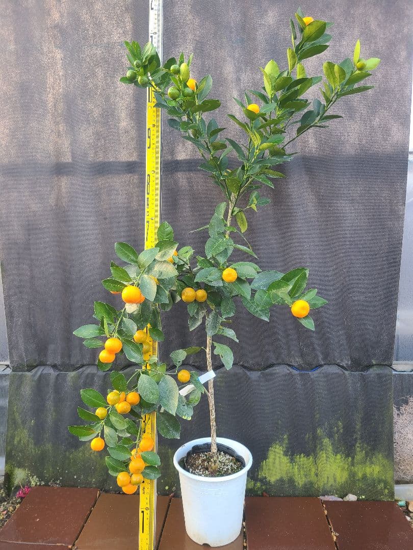 ①タチバナ（橘）実付き大株 6号鉢 接木3年生苗日本固有柑橘・耐寒性◎ 現品発送