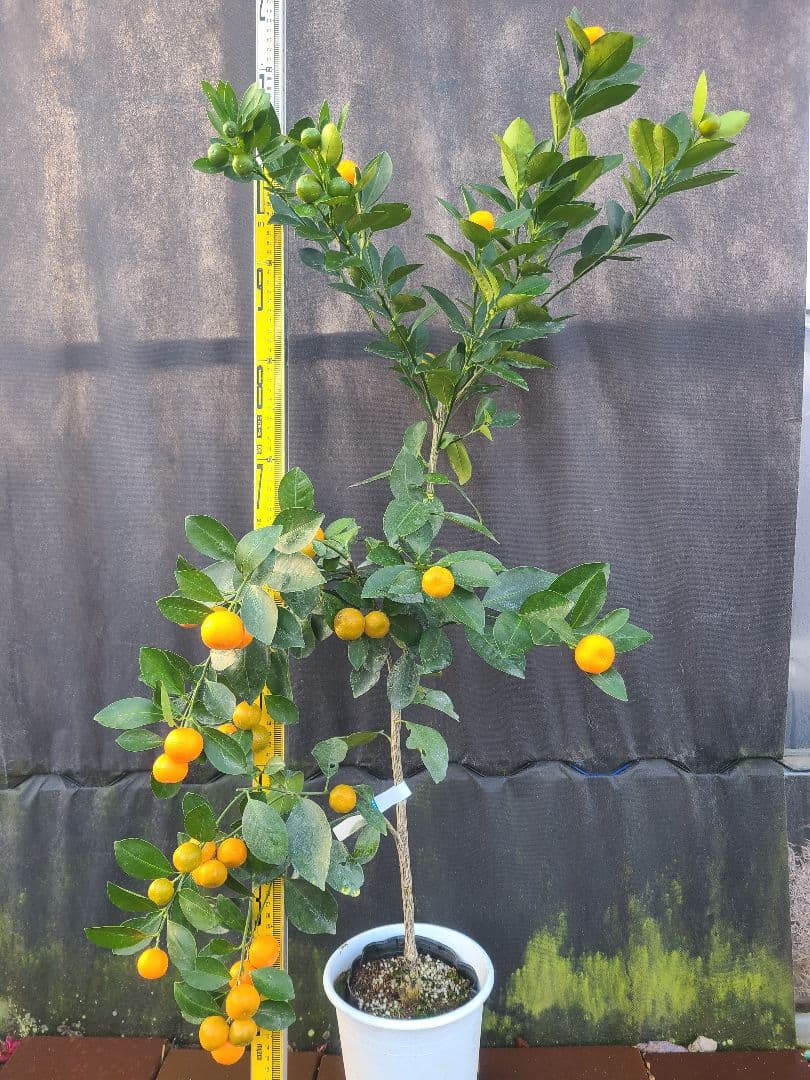 ①タチバナ（橘）実付き大株 6号鉢 接木3年生苗日本固有柑橘・耐寒性◎ 現品発送