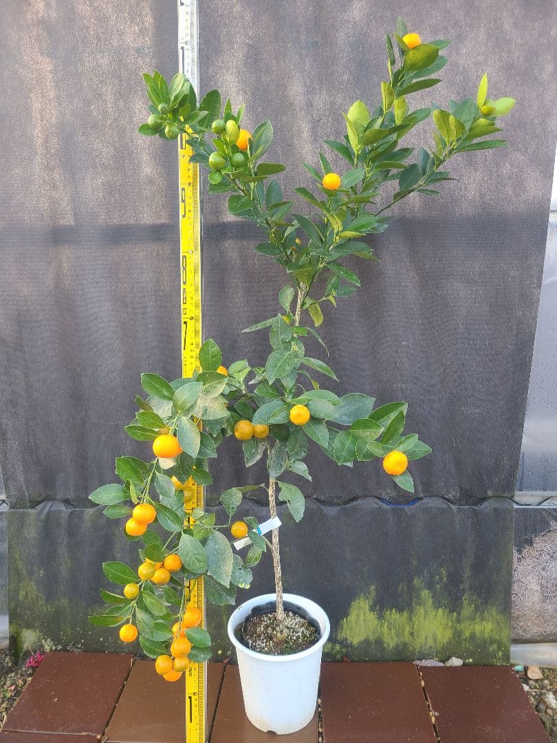 ①タチバナ（橘）実付き大株 6号鉢 接木3年生苗日本固有柑橘・耐寒性◎ 現品発送