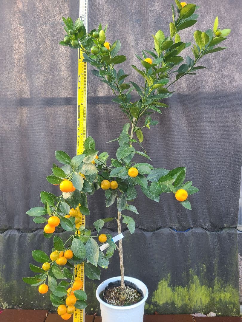 ①タチバナ（橘）実付き大株 6号鉢 接木3年生苗日本固有柑橘・耐寒性◎ 現品発送