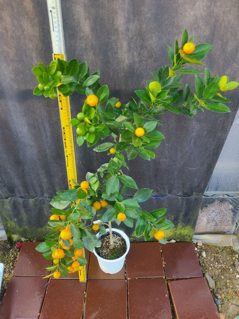 ①タチバナ（橘）実付き大株 6号鉢 接木3年生苗日本固有柑橘・耐寒性◎ 現品発送