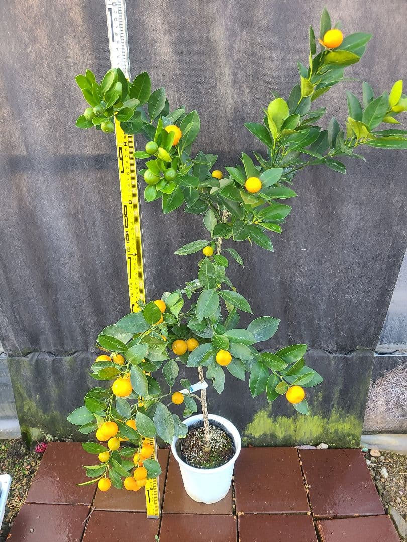 ①タチバナ（橘）実付き大株 6号鉢 接木3年生苗日本固有柑橘・耐寒性◎ 現品発送