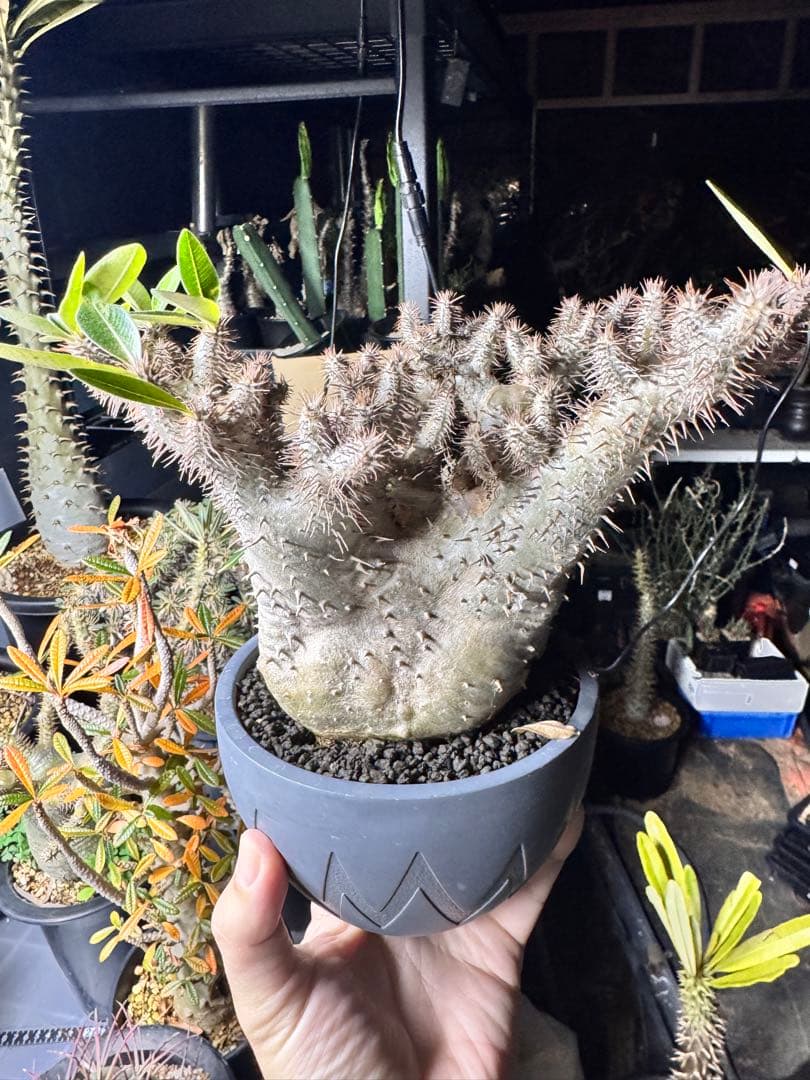 タイムセール 恵比寿大黒×ホロンベンセ invisibleink - メルカリ