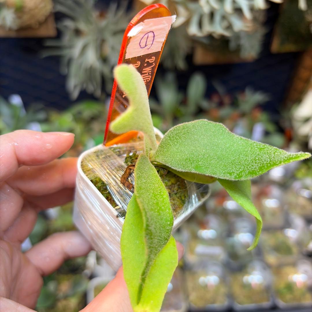 willinckii Bacteria×Ferret① - メルカリ