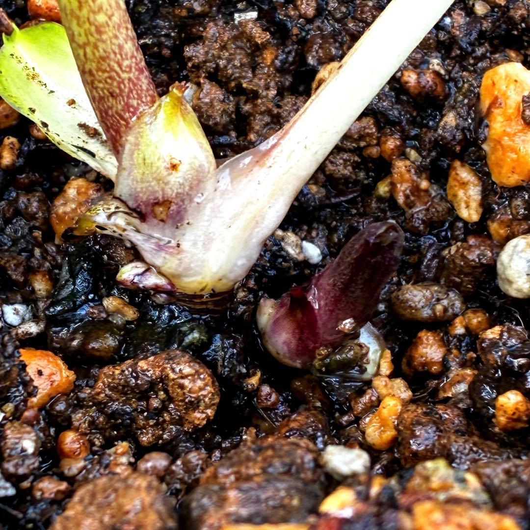 u*0様 3503☘️蕾花付☘️極上☘️強香￼⭐️かぐや姫⭐️￼フレグランス⭐️