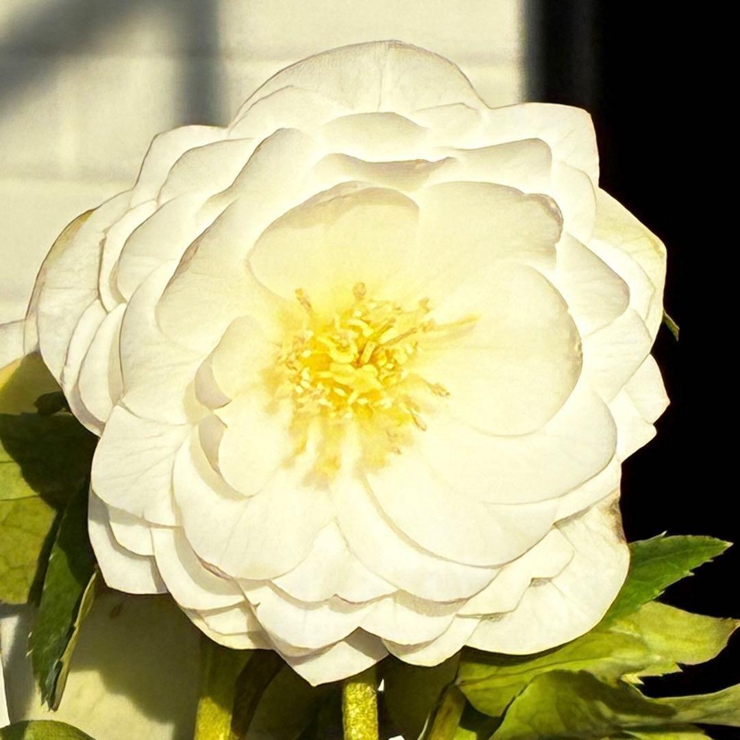 u*0様 3503☘️蕾花付☘️極上☘️強香￼⭐️かぐや姫⭐️￼フレグランス⭐️