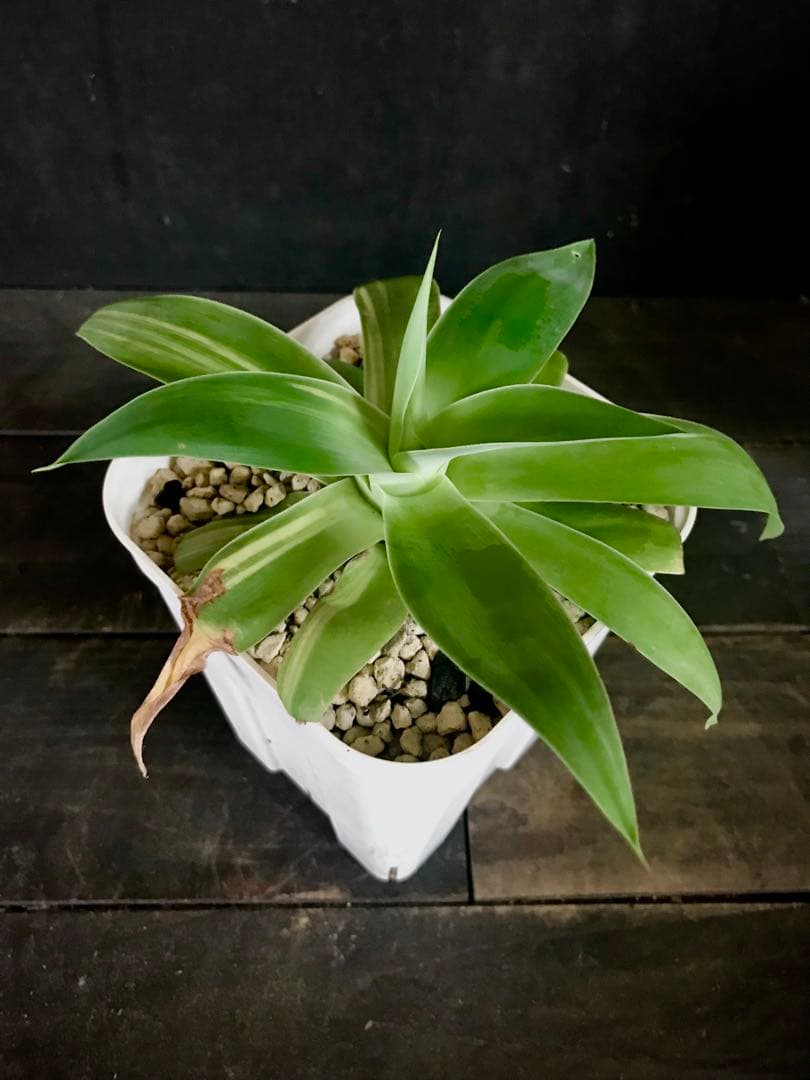 アガベ アテナータ ストライプ　中縞斑入り　翡翠版・三光斑