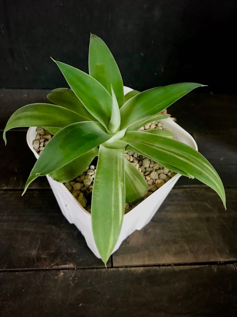 アガベ アテナータ ストライプ　中縞斑入り　翡翠版・三光斑