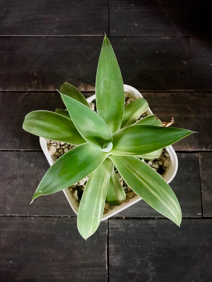 アガベ アテナータ ストライプ　中縞斑入り　翡翠版・三光斑