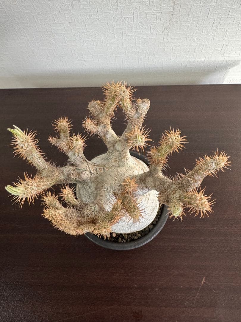 パキポディウム グラキリス 綴化 4年管理 （検 アガベ パキプス