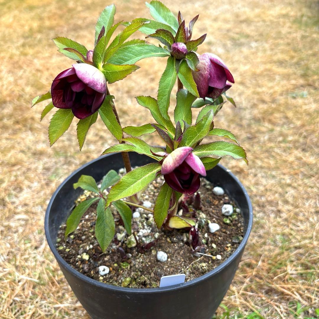 クリスマスローズ 開花株⭐︎