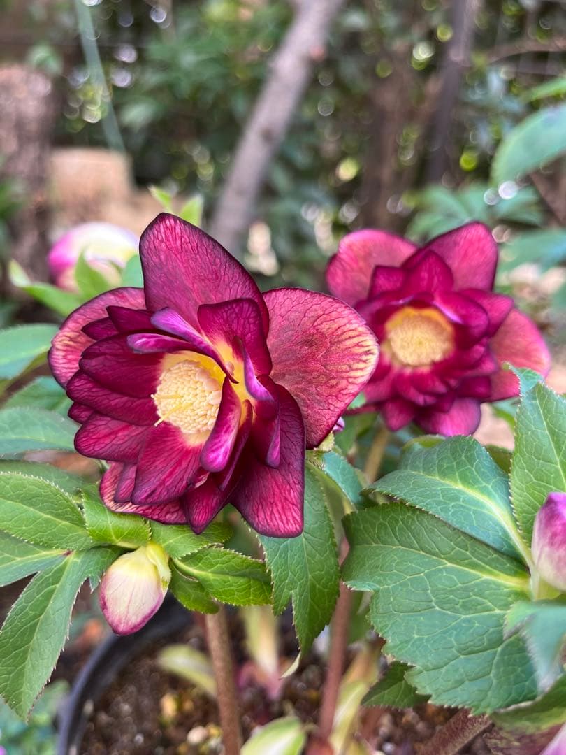 クリスマスローズ 開花株⭐︎