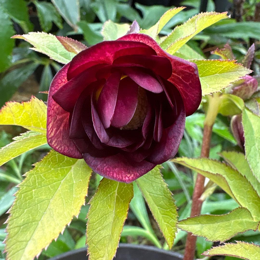 クリスマスローズ 開花株⭐︎