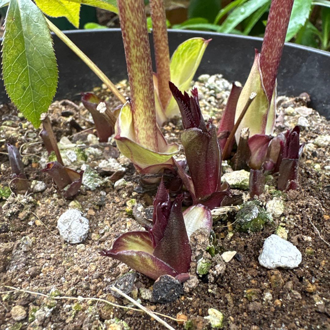 クリスマスローズ 開花株⭐︎