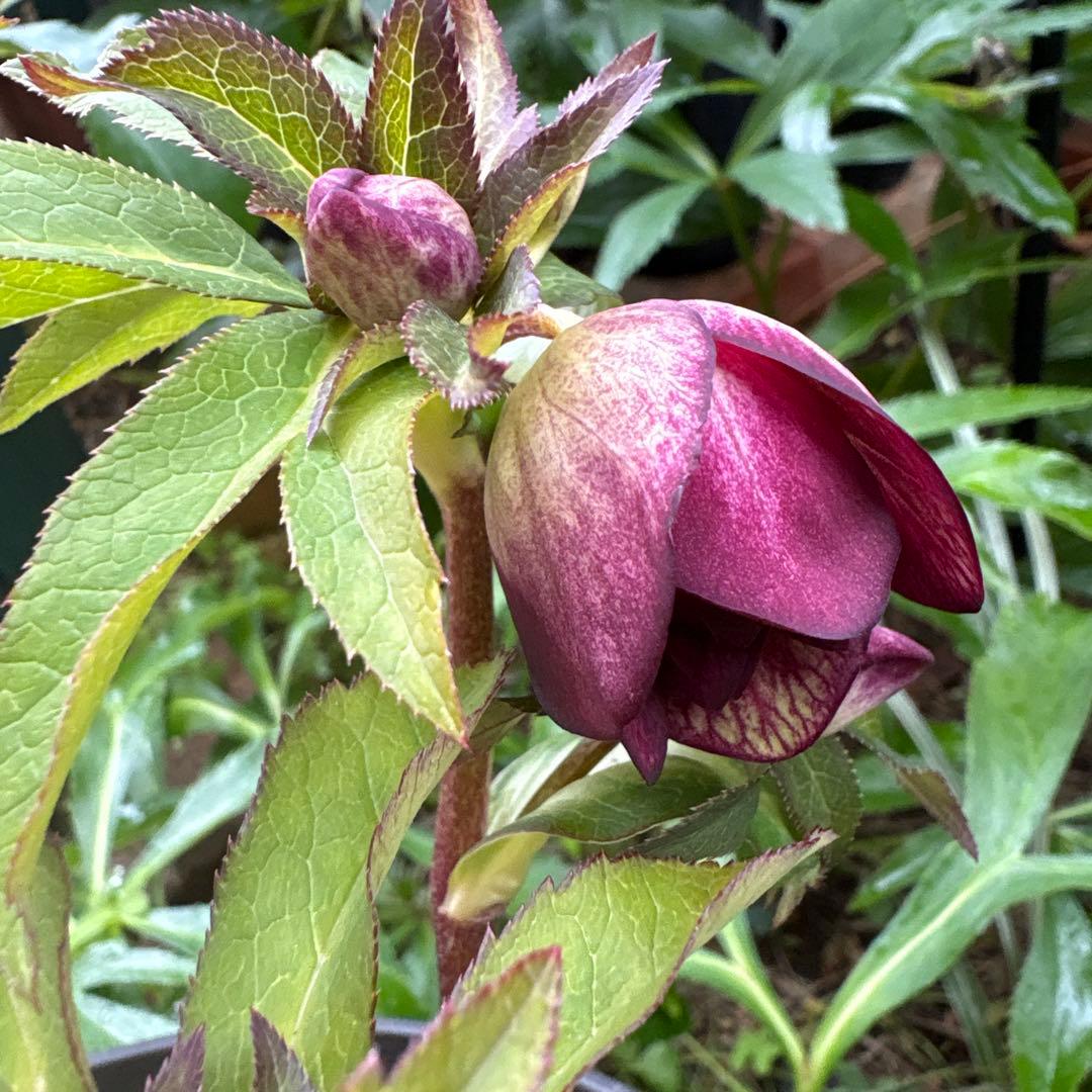 クリスマスローズ 開花株⭐︎