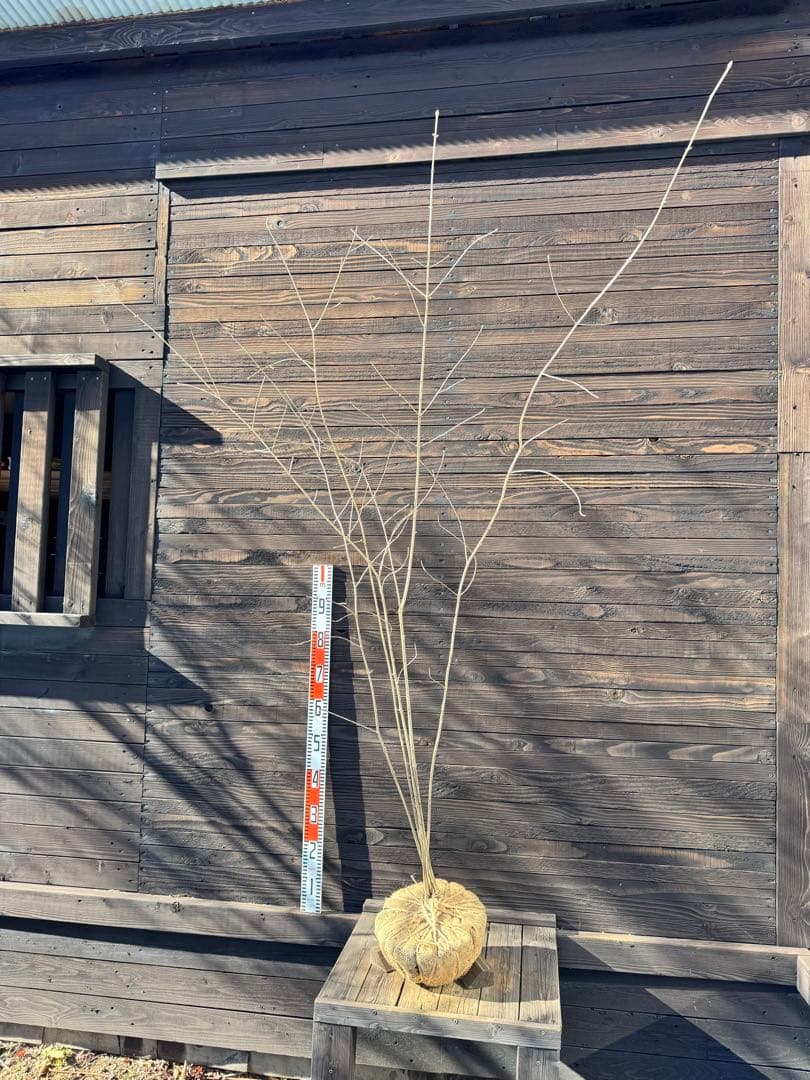 アオダモ/自生山採り【現品発送】管理70939 - メルカリ