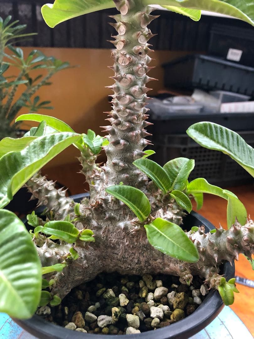 パキポディウム　ウィンゾリー　国内実生株　③