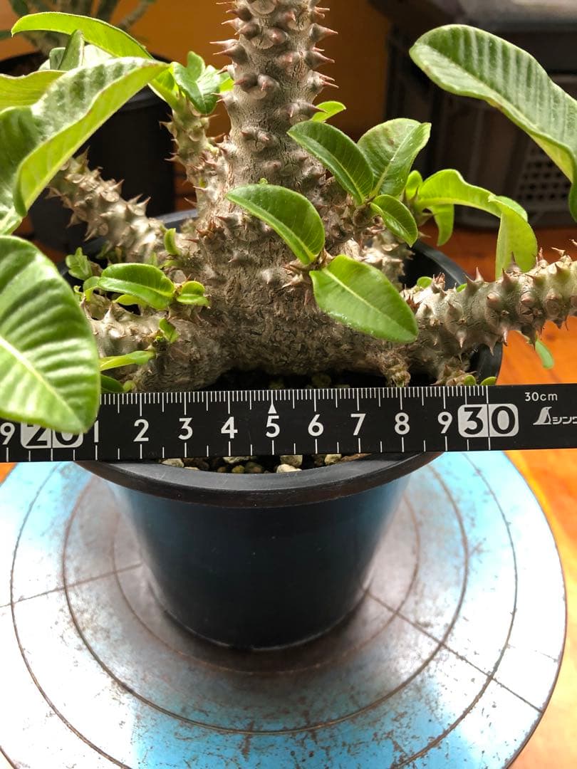 パキポディウム　ウィンゾリー　国内実生株　③