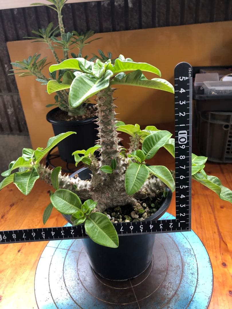 パキポディウム　ウィンゾリー　国内実生株　③