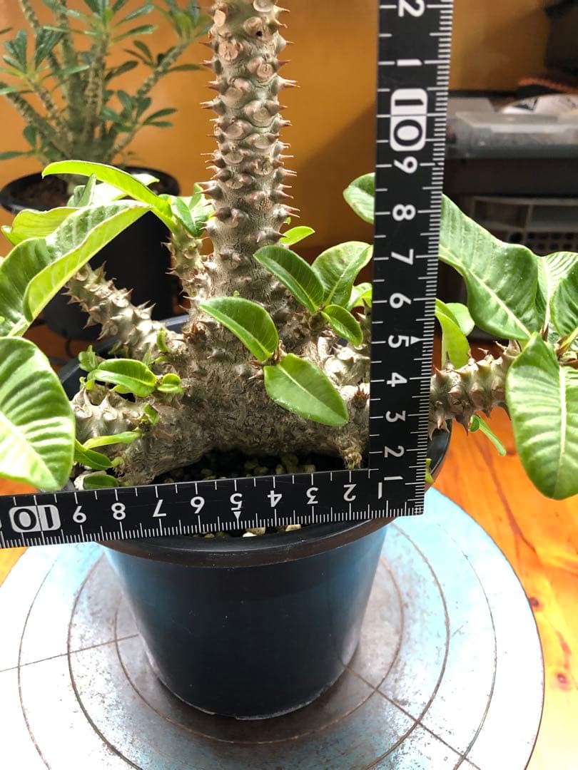 パキポディウム　ウィンゾリー　国内実生株　③