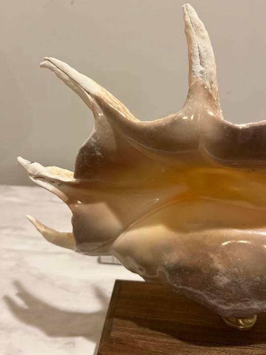 クモガイ 標本 貝殻 インテリア アート アンティーク 貝 オブジェ 雑貨