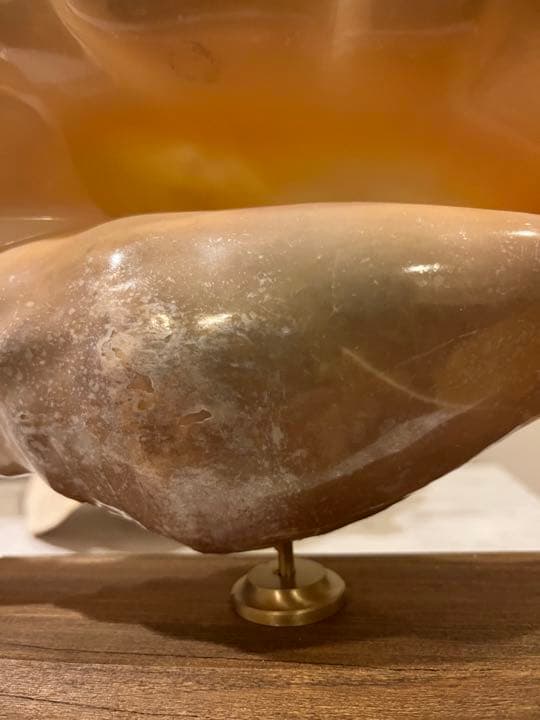 クモガイ 標本 貝殻 インテリア アート アンティーク 貝 オブジェ 雑貨