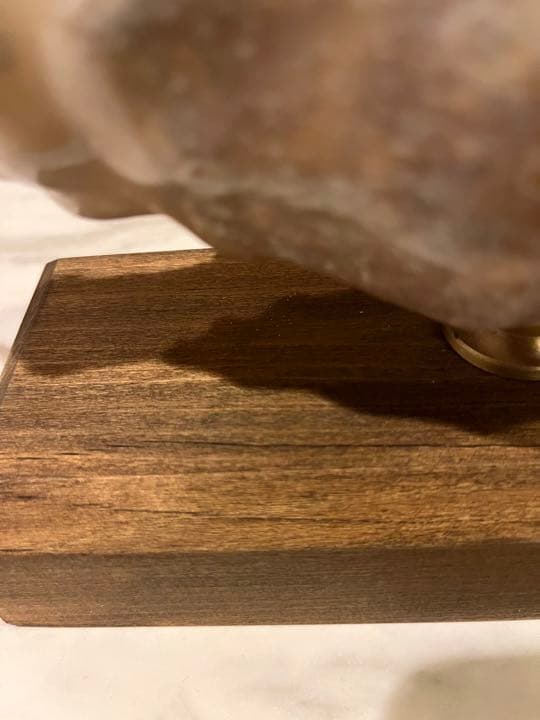 クモガイ 標本 貝殻 インテリア アート アンティーク 貝 オブジェ 雑貨