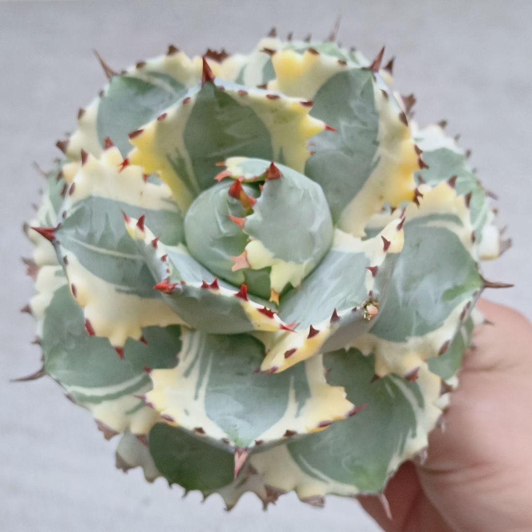 F-403 特選 アガベ 王妃カブトガニ錦 王妃兜蟹錦 黄覆輪 極上株 超美苗