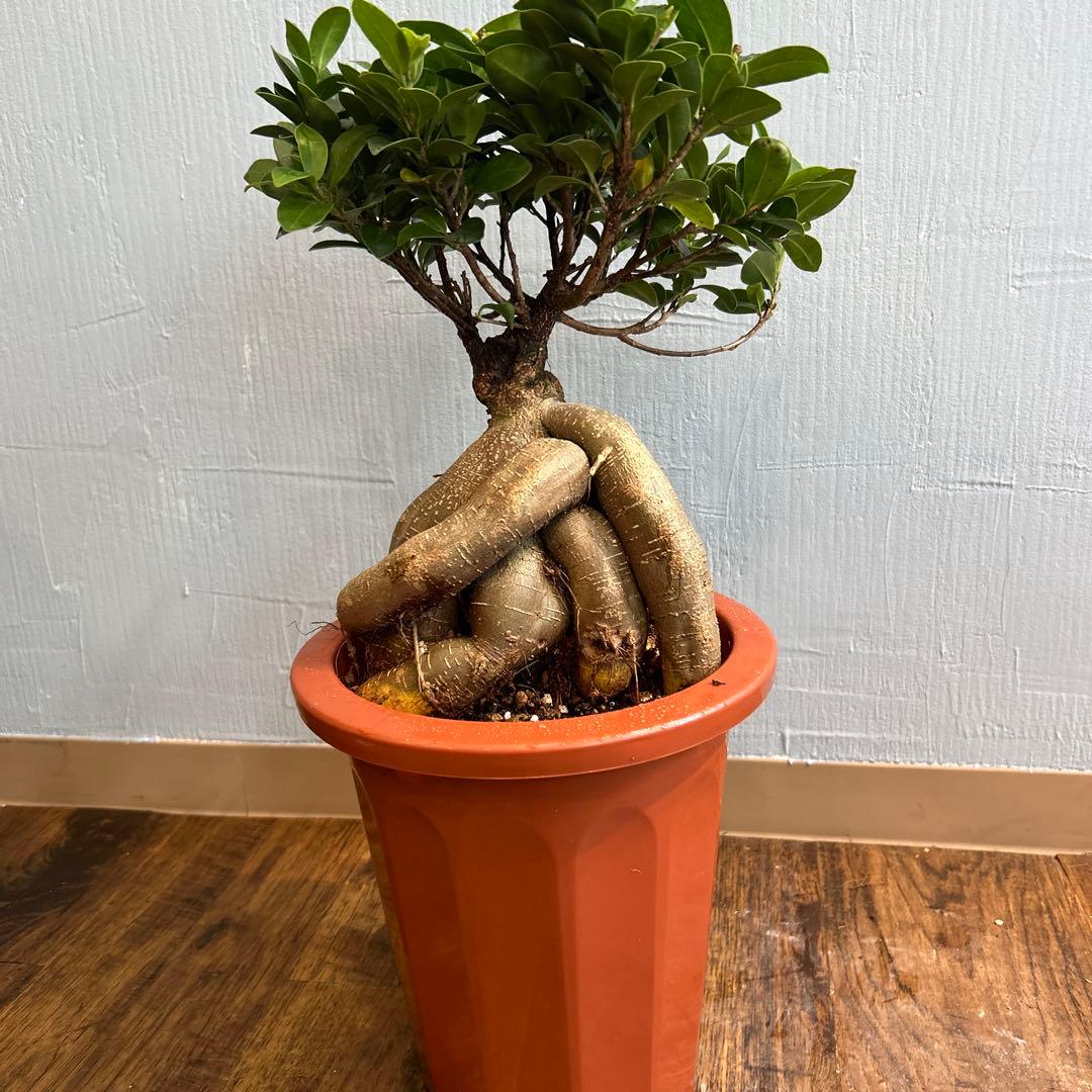 NO349 極太 ガジュマル 7号 特大 希少価値 パンダガジュマル - メルカリ