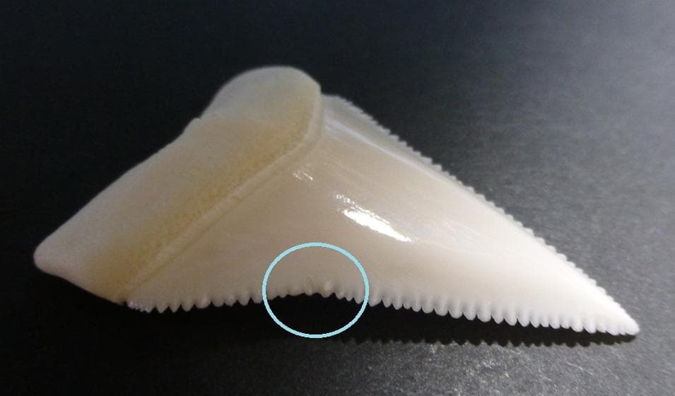 ホホジロザメ（C. carcharias）の歯（A’級）49.9mm