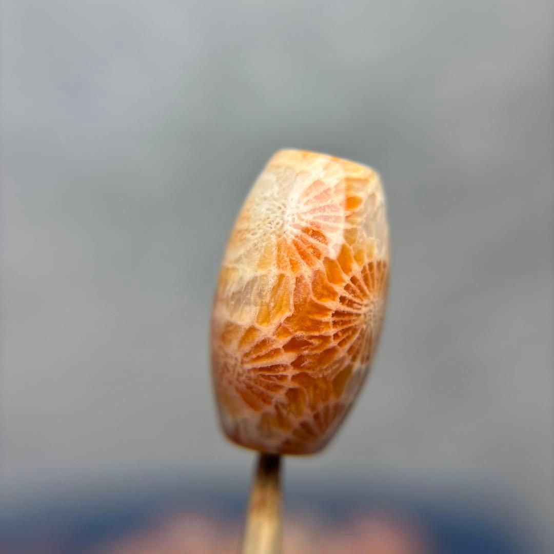 もんちゃんフォッシルコーラル　天珠　1-288