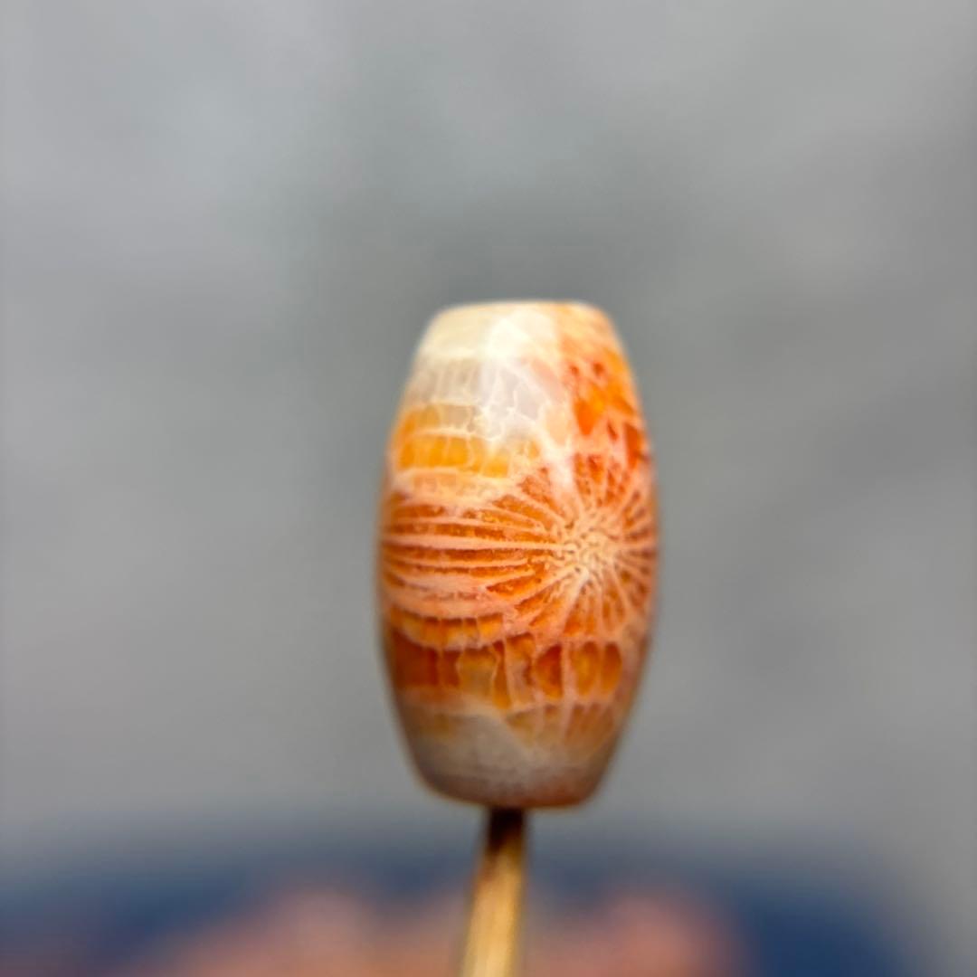 もんちゃんフォッシルコーラル　天珠　1-288