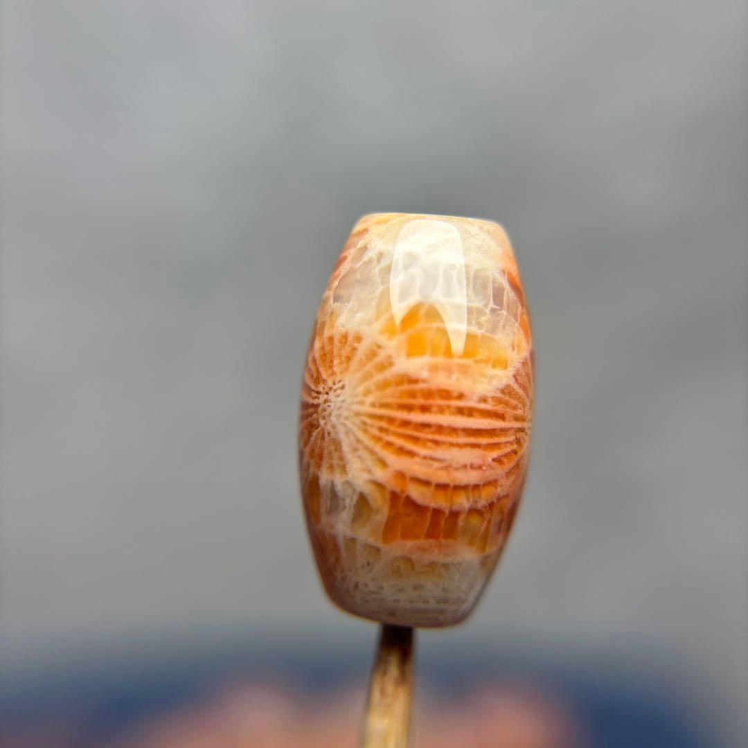 もんちゃんフォッシルコーラル　天珠　1-288