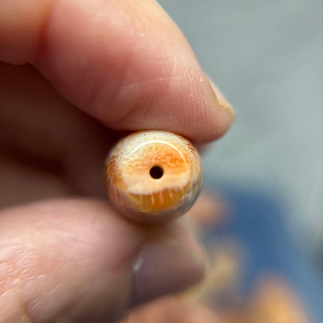 もんちゃんフォッシルコーラル　天珠　1-288