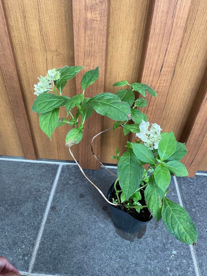 【花苗】ヤマアジサイ　伊予獅子てまり　ポットごと発送　紫陽花　山紫陽花