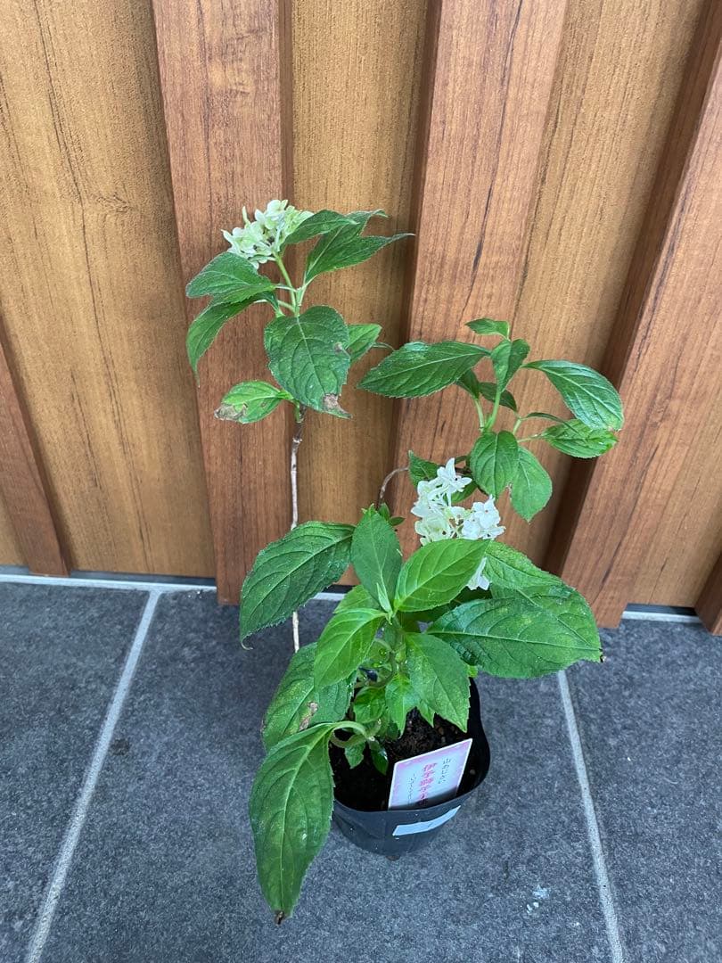 【花苗】ヤマアジサイ　伊予獅子てまり　ポットごと発送　紫陽花　山紫陽花